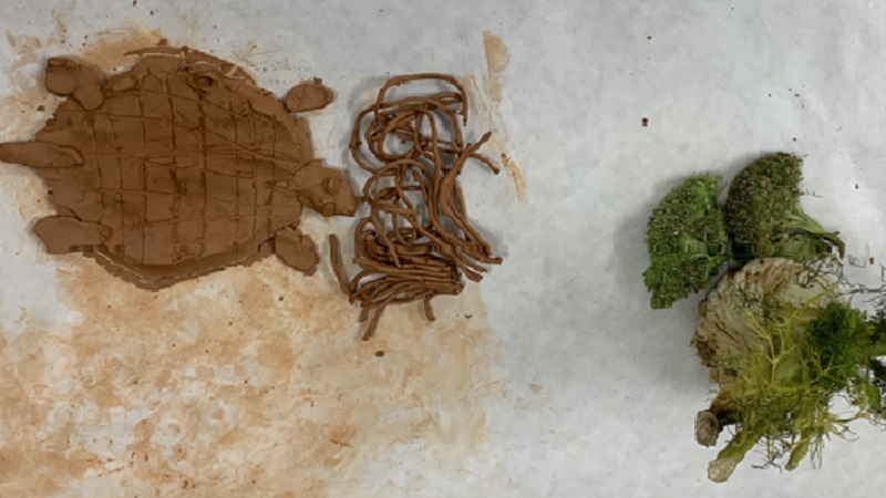 Fänkål och sköldpadda