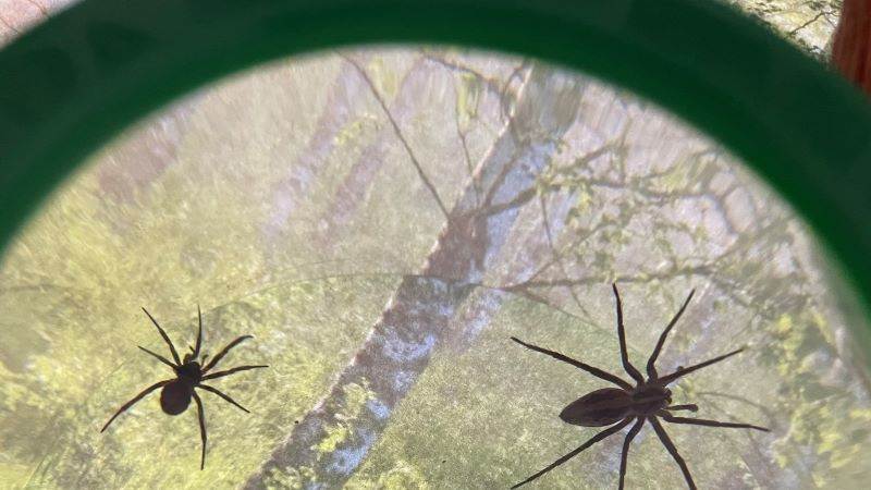 Två spindlar genom ett förstoringsglas